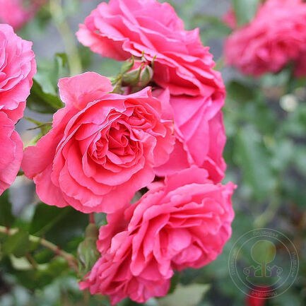 Саженец Роза Пируэт (Пулсен) (Rosa Pirouette (Poulyc003)) купить в Москве по низкой цене из питомника, доставка почтой по всей России